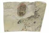 Undescribed Illaenid Trilobite - Timerzit, Morocco #235787-1